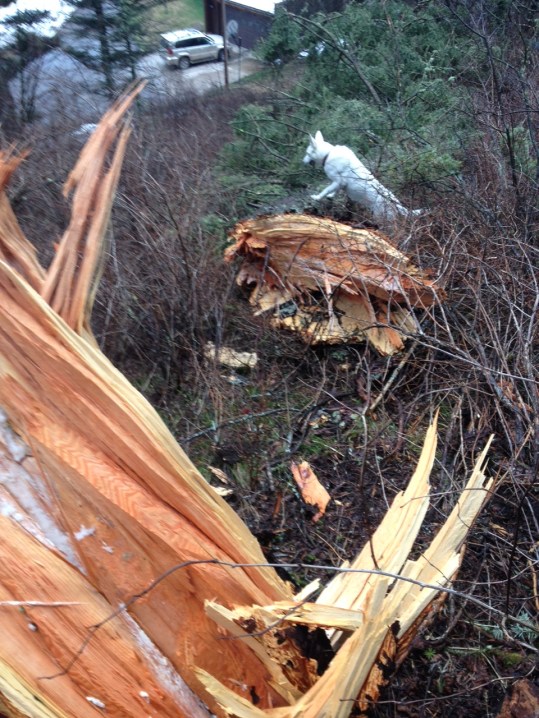 wind felled tree