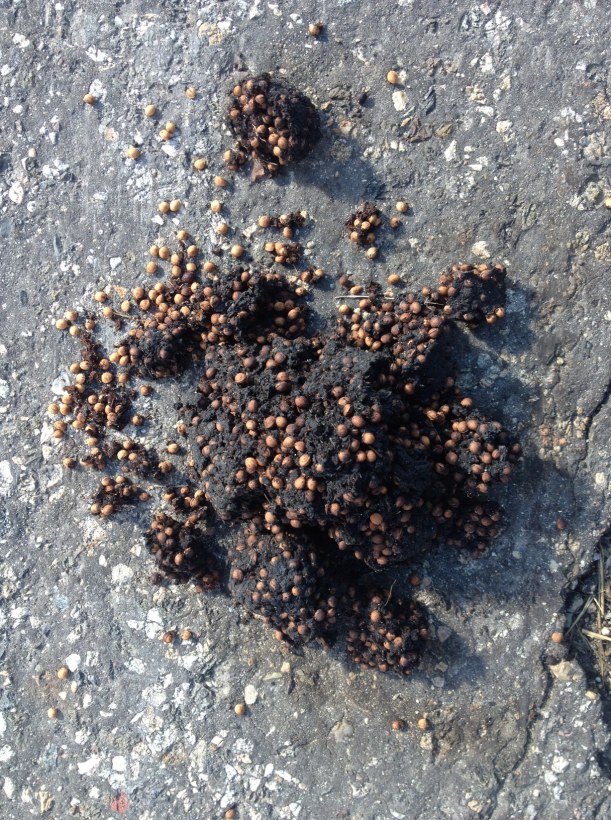 Bear scat along the road home