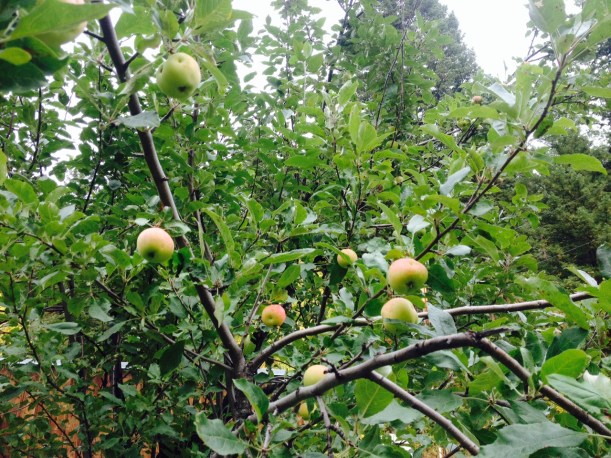 The Apple Tree in my yard