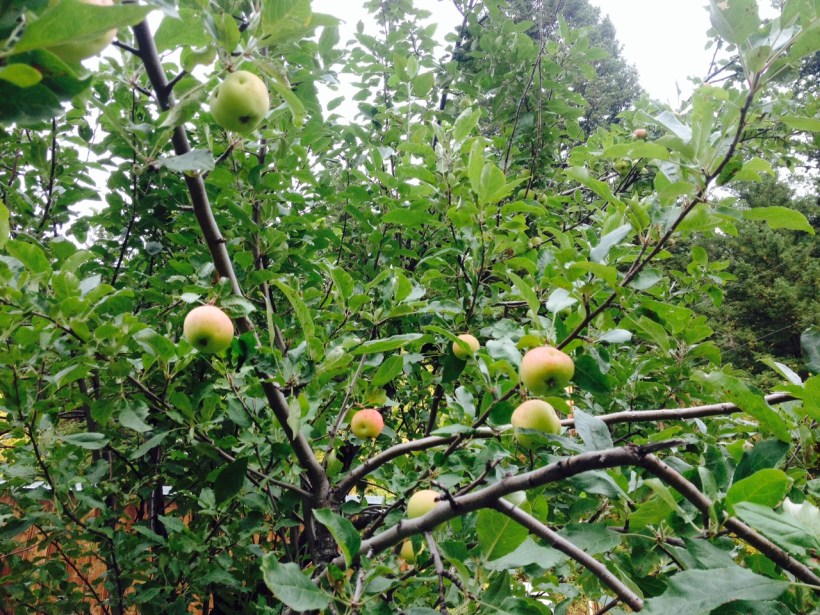 The Apple Tree in my yard