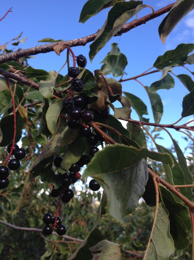 the great chokecherry attractant 